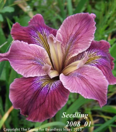 PCI seedling 2008_01